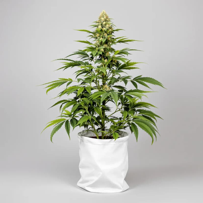 Sin City Kush feminized cannabis plant