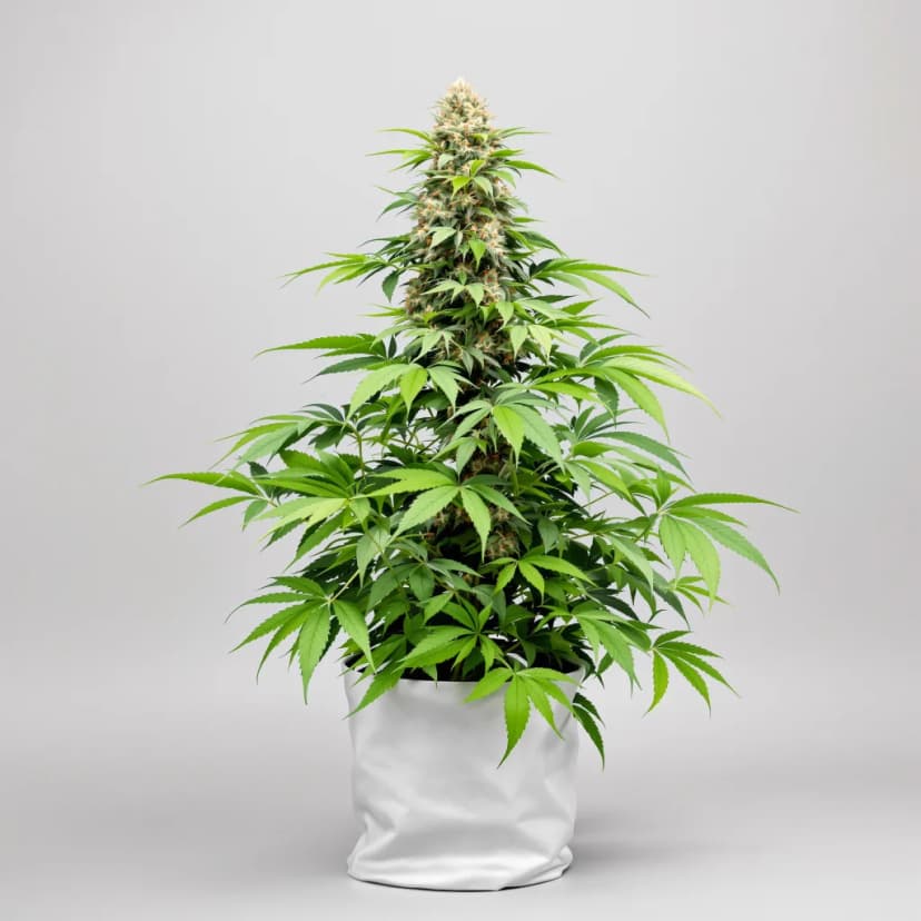Sirius Black feminized cannabis plant