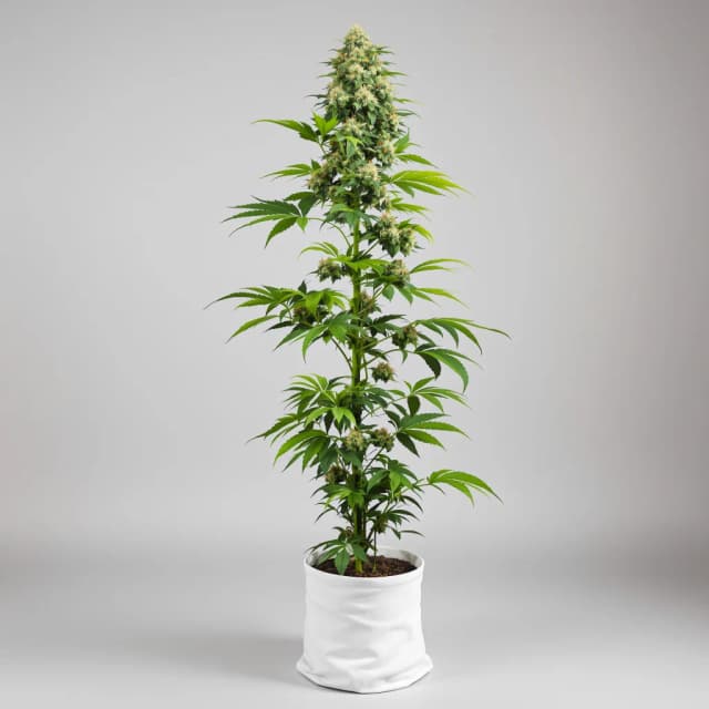 Six Shooter cannabis seeds packaging, Royal King Seeds USA
