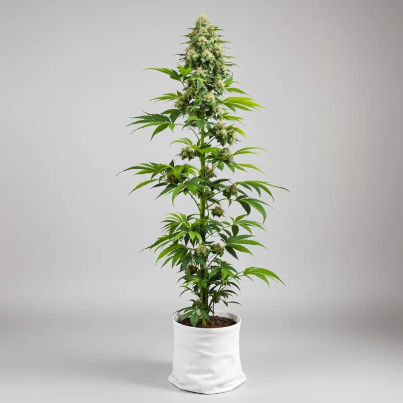 Six Shooter autoflower cannabis plant