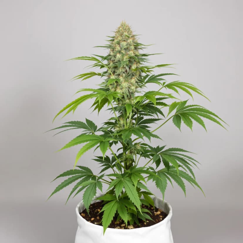 Skywalker Alien feminized cannabis plant