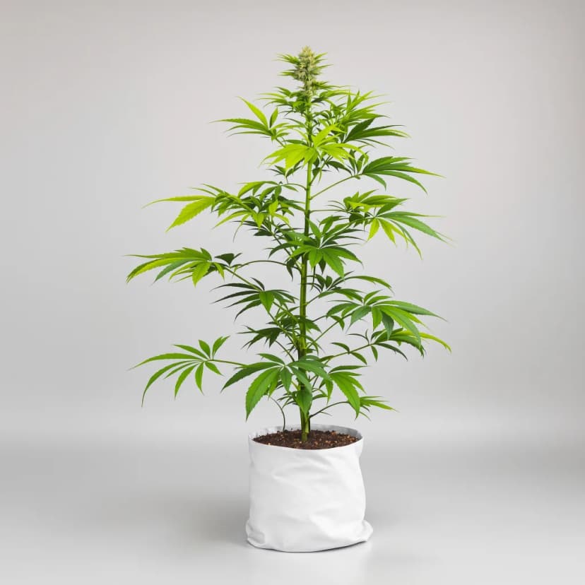 Skywalker OG feminized cannabis plant