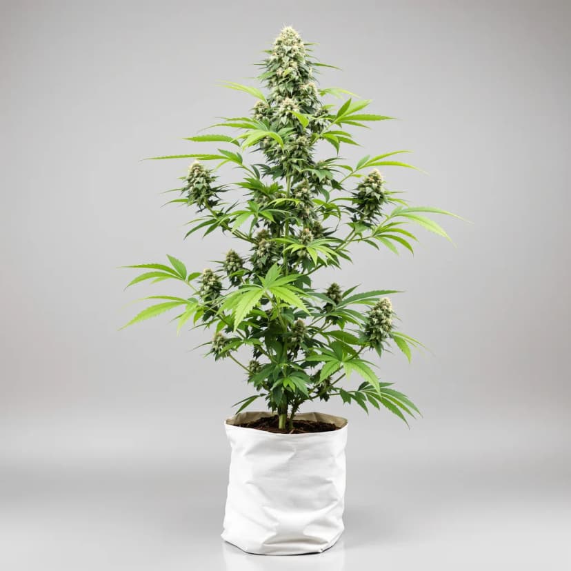 Smelliot feminized cannabis plant
