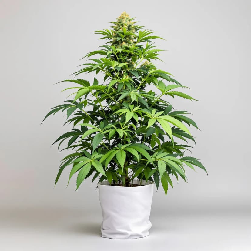 Snoop Dogg OG feminized cannabis plant