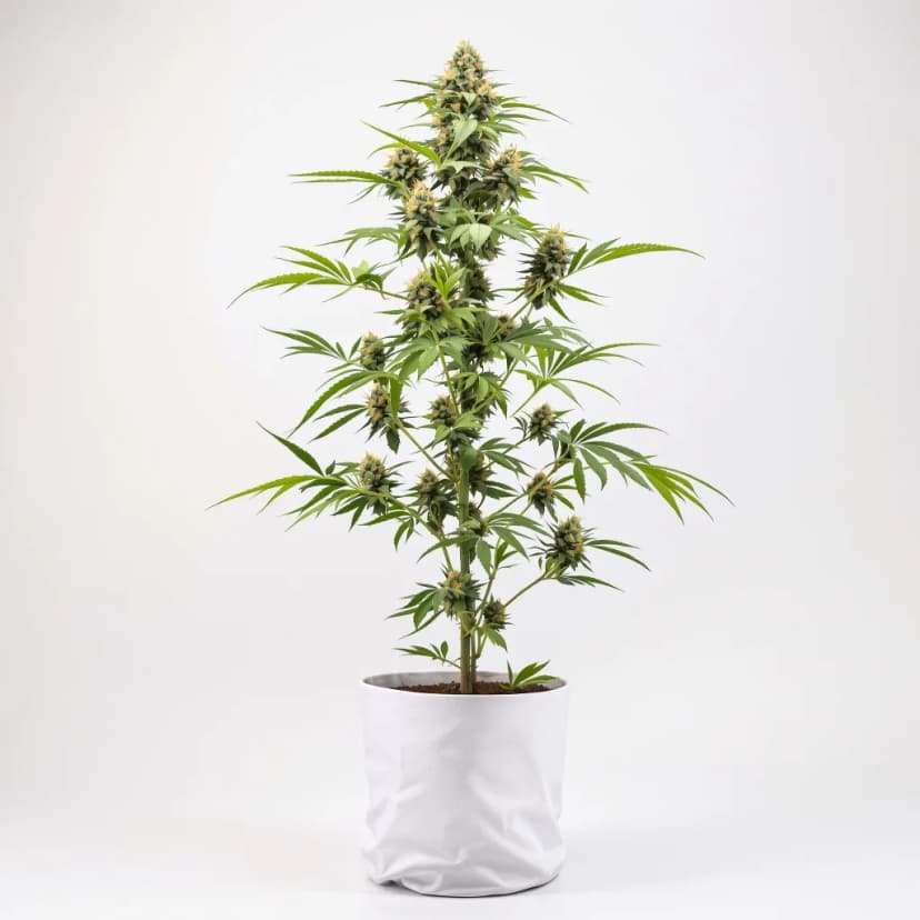 Snow Diesel feminized cannabis plant