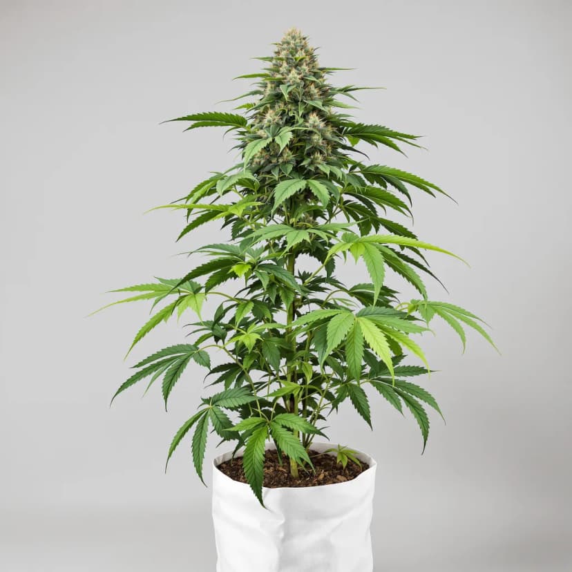 Snow Monster feminized cannabis plant