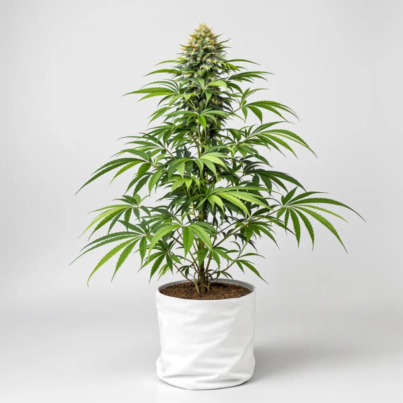 Snow White autoflower cannabis plant
