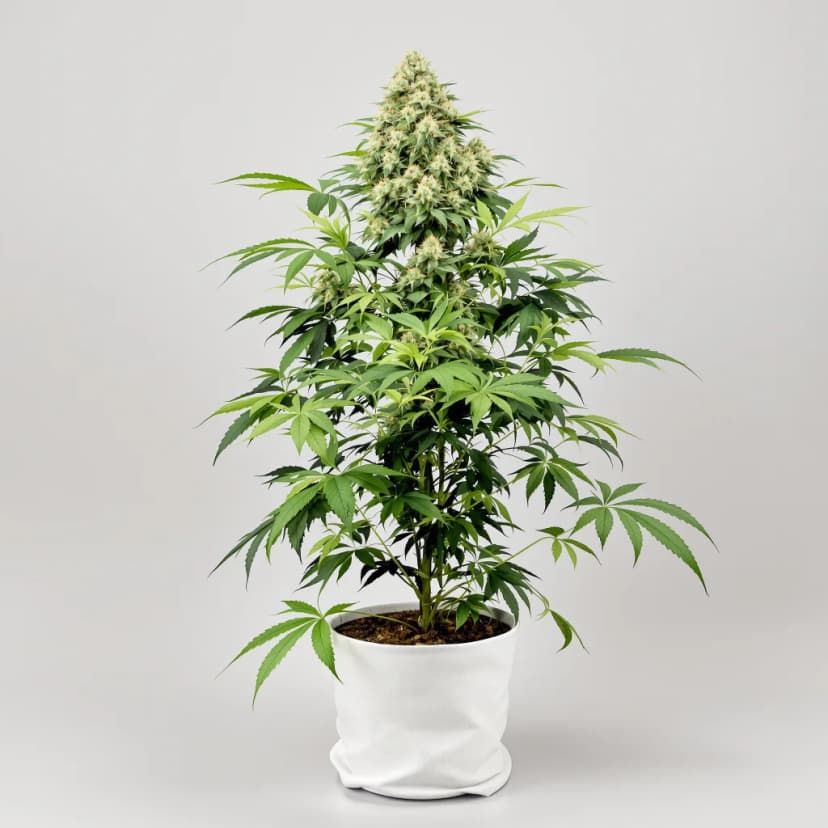 Snowcap Dream feminized cannabis plant