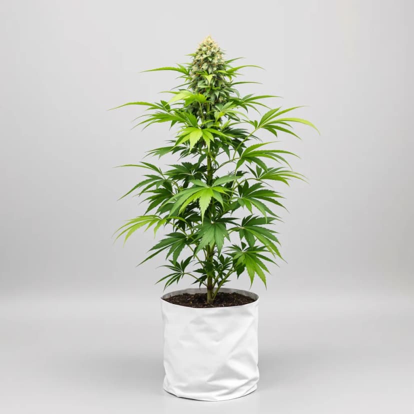 Somango feminized cannabis plant
