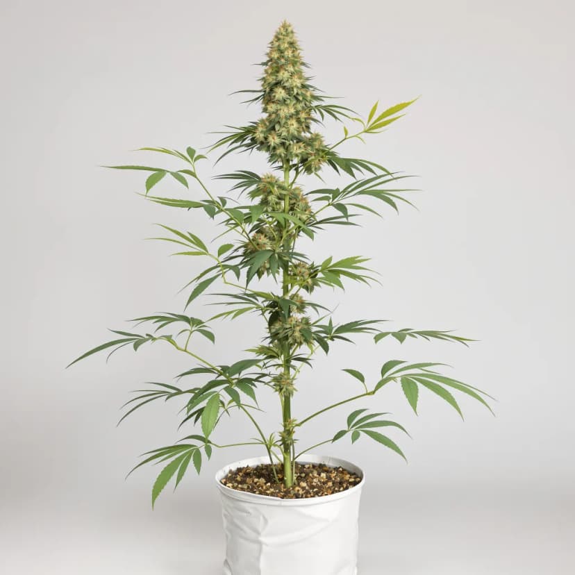 Sour Alien autoflower cannabis plant