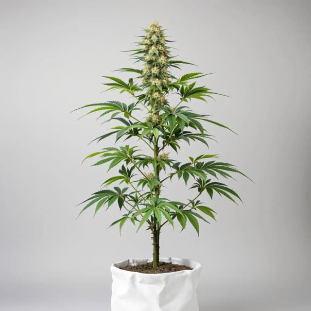 Sour Ape cannabis seeds packaging, Royal King Seeds USA