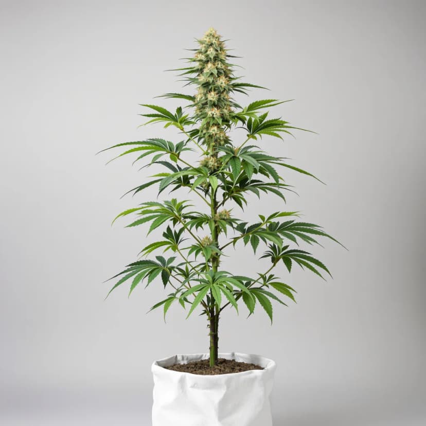 Sour Ape autoflower cannabis plant