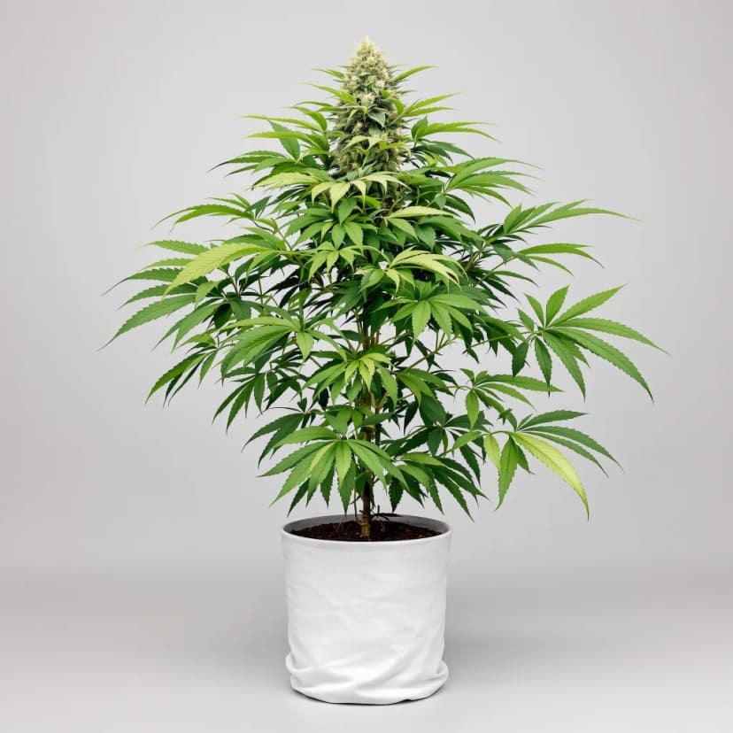 Sour Apple feminized cannabis plant