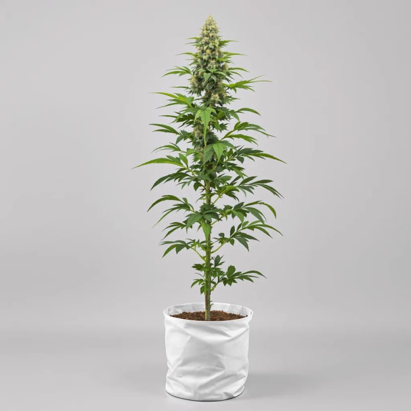 Sour Bubba feminized cannabis plant