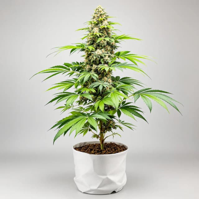 Sour Bubble autoflower cannabis plant