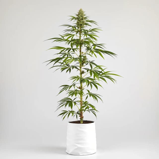 Sour Cream feminized cannabis plant