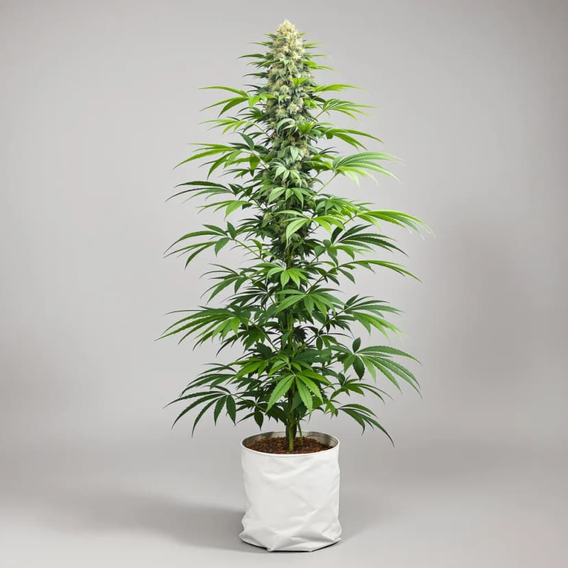 Sour Diesel feminized cannabis plant