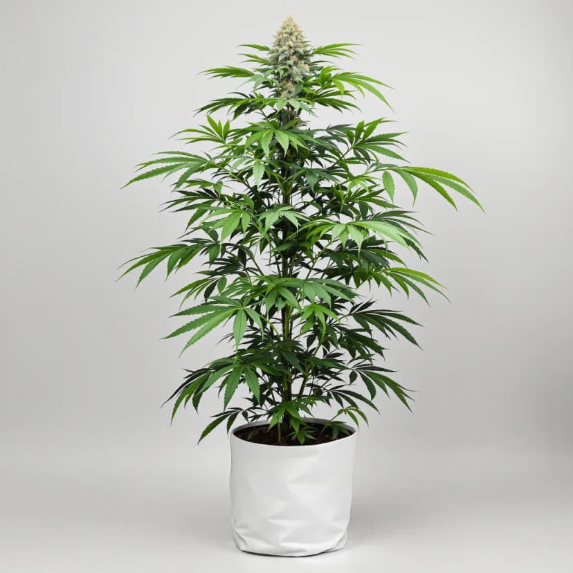 Sour Dream feminized cannabis plant