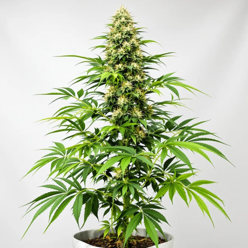 Sour Dubble autoflower cannabis plant