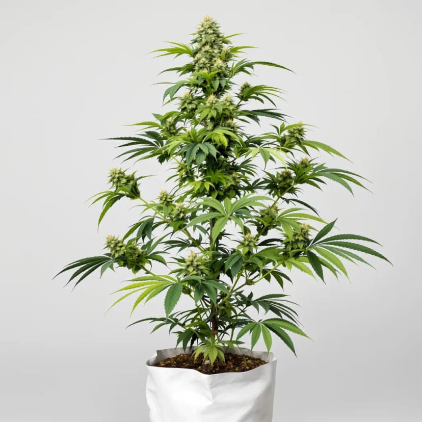 Sour Dubble feminized cannabis plant
