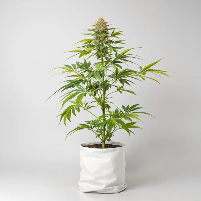 Sour Girl feminized cannabis plant