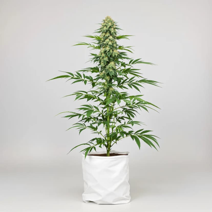 Sour Grape feminized cannabis plant