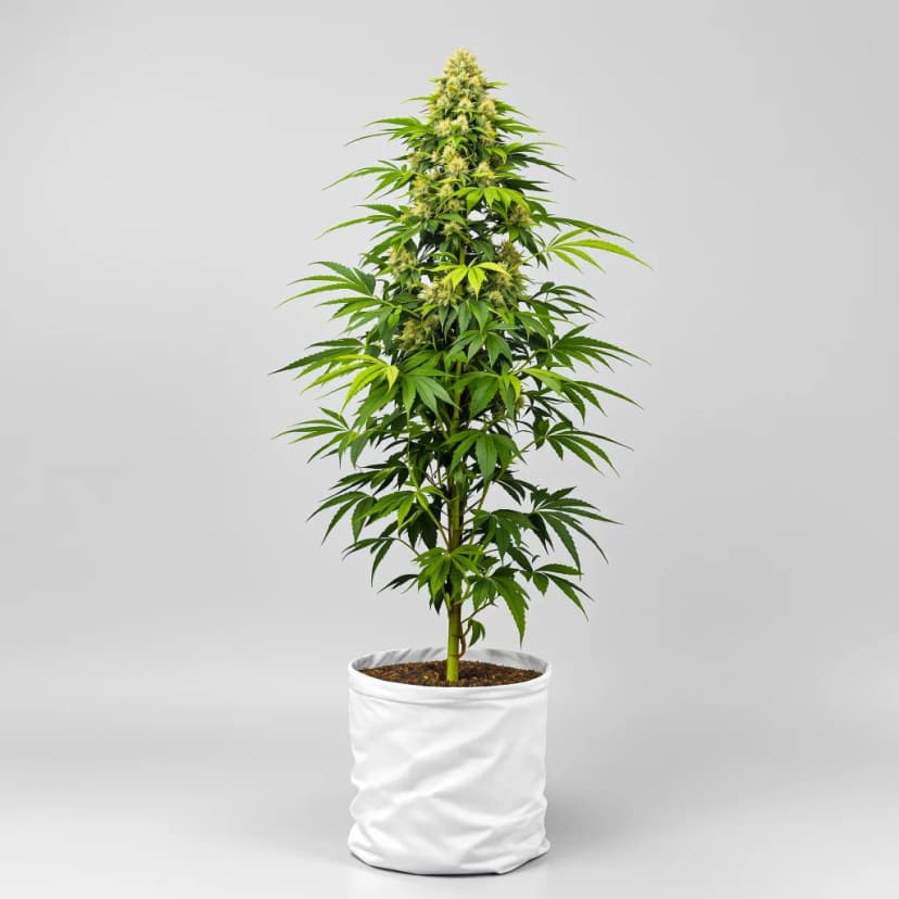 Sour Kush autoflower cannabis plant