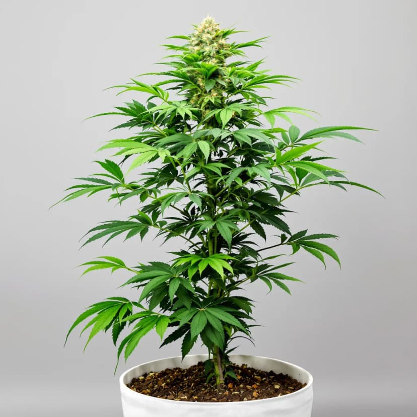 Sour Kush feminized cannabis plant