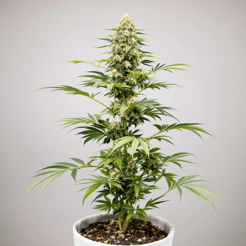 Sour Lemon OG feminized cannabis plant