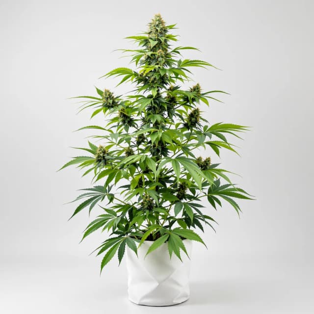 Sour OG feminized cannabis plant