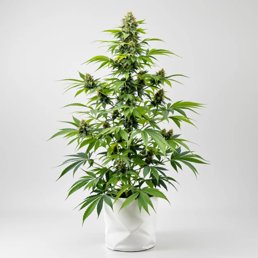 Sour OG feminized cannabis plant