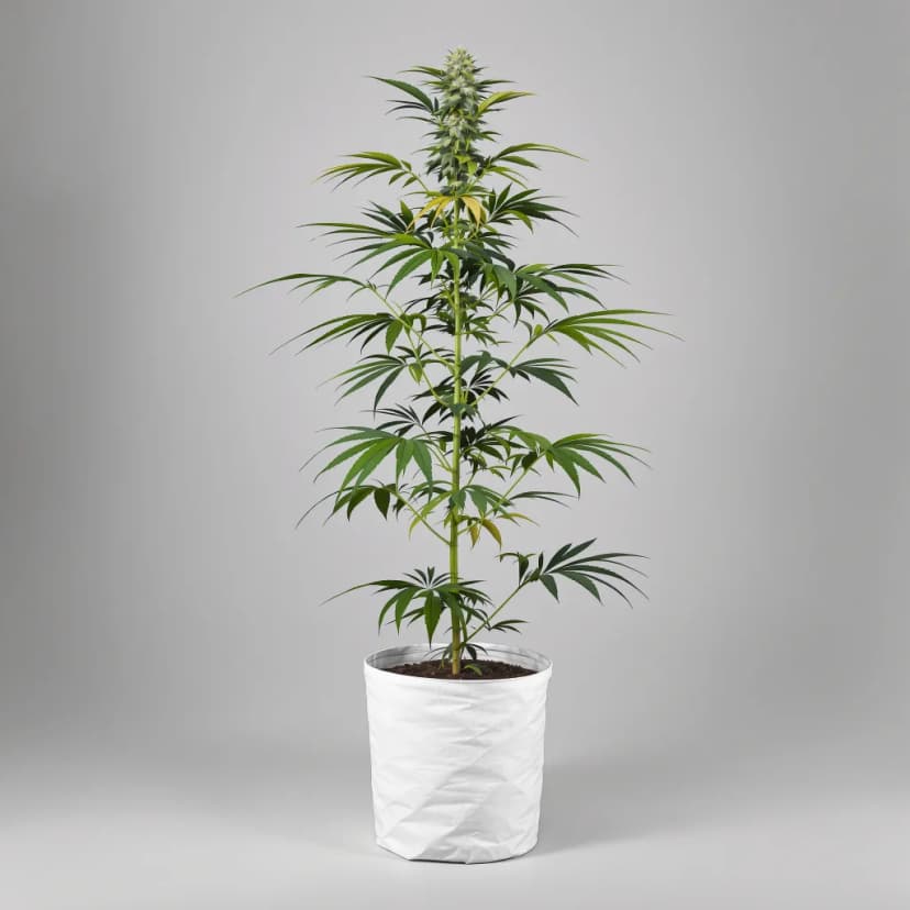 Sour Tangie feminized cannabis plant
