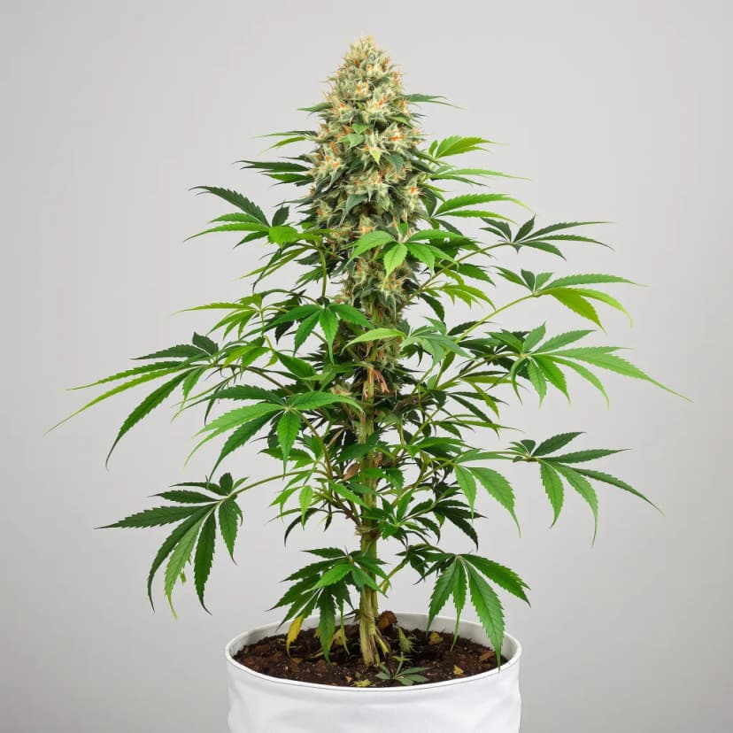 Sour Tsunami CBD feminized cannabis plant