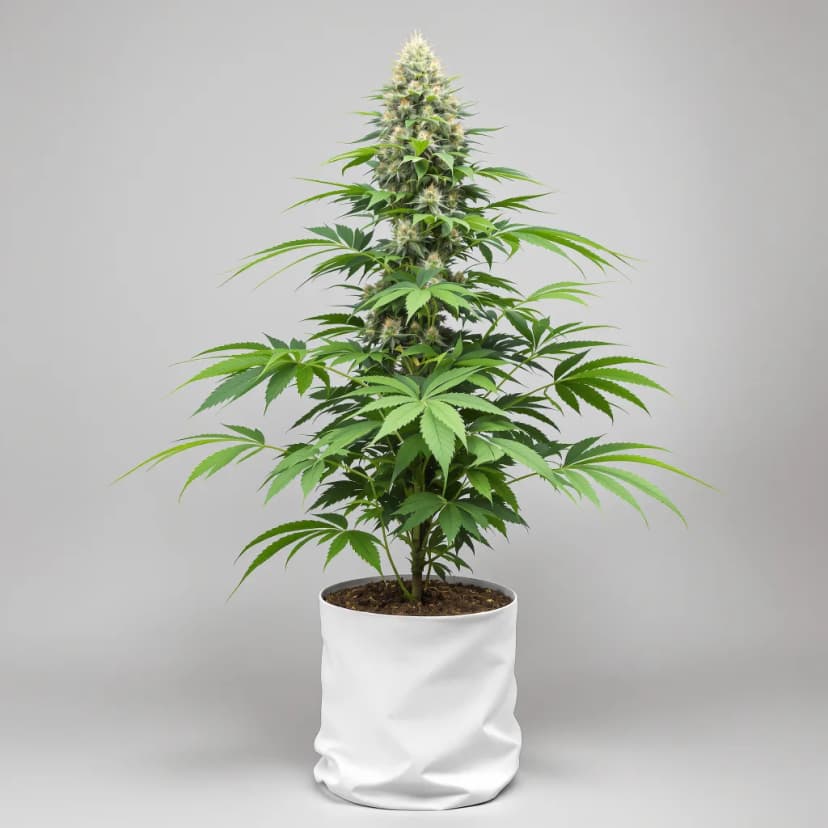 Space Dawg autoflower cannabis plant