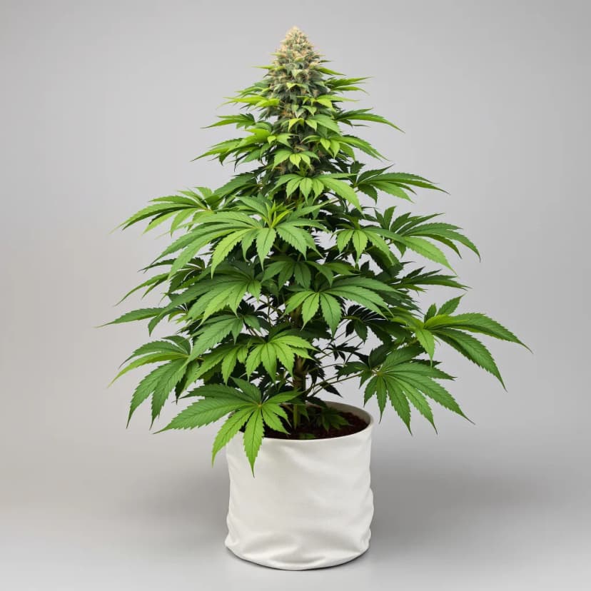 Space Dawg feminized cannabis plant