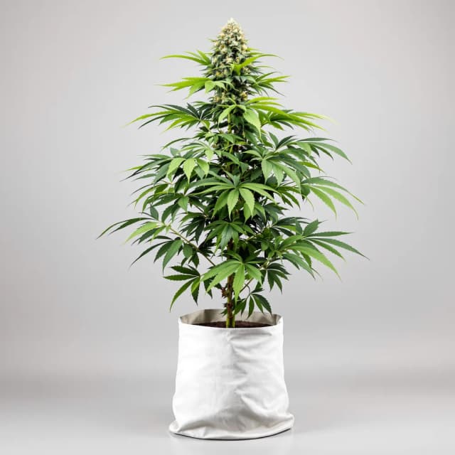 Special Kush #1 autoflower cannabis plant