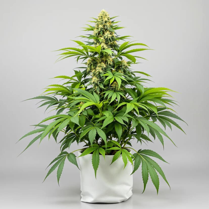 Special Kush #1 feminized cannabis plant