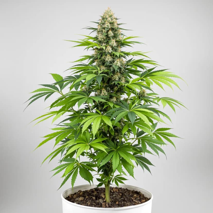 Star Killer feminized cannabis plant