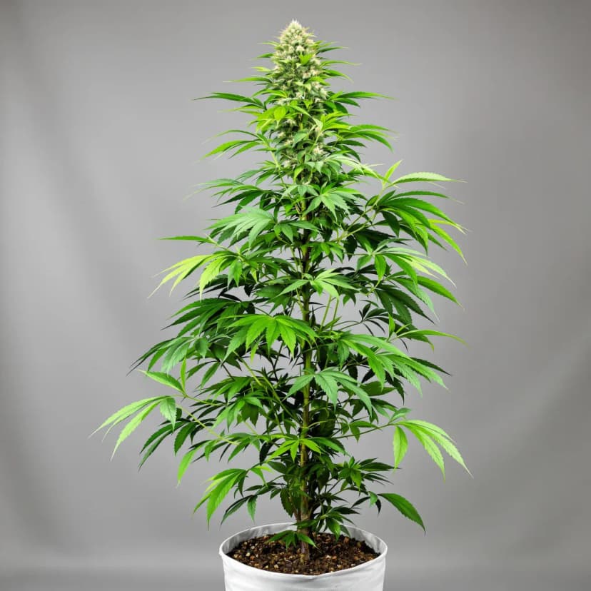 Stardawg feminized cannabis plant