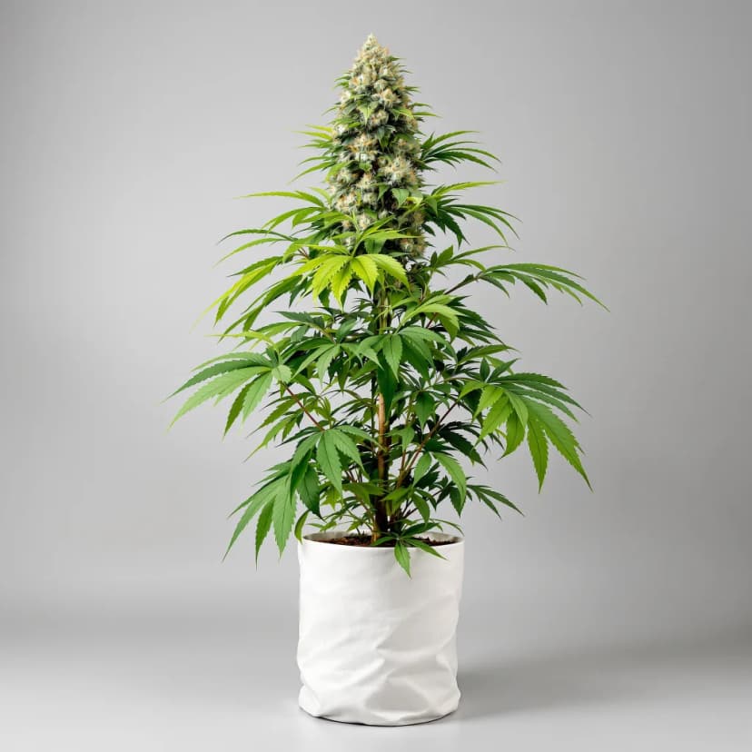 Stephen Hawking Kush CBD feminized cannabis plant