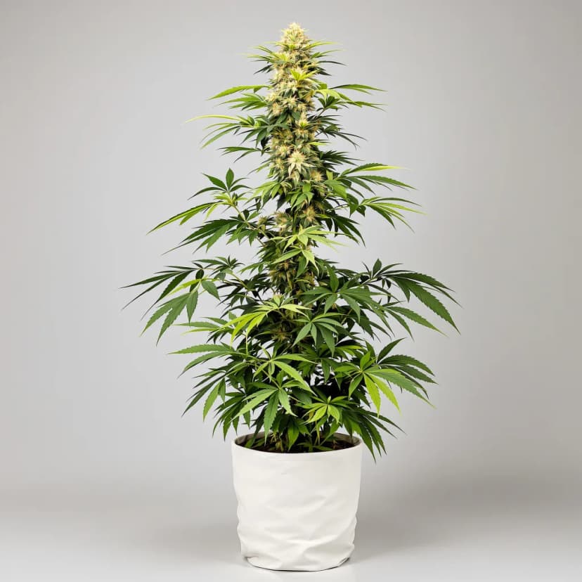 Steve's Dream Queen feminized cannabis plant