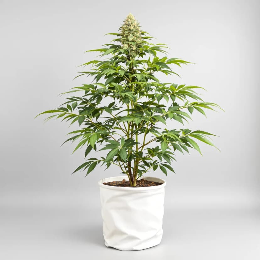 Sticky Dickie autoflower cannabis plant