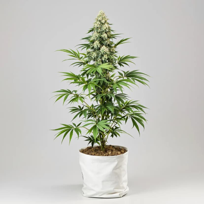 Sticky Dickie feminized cannabis plant