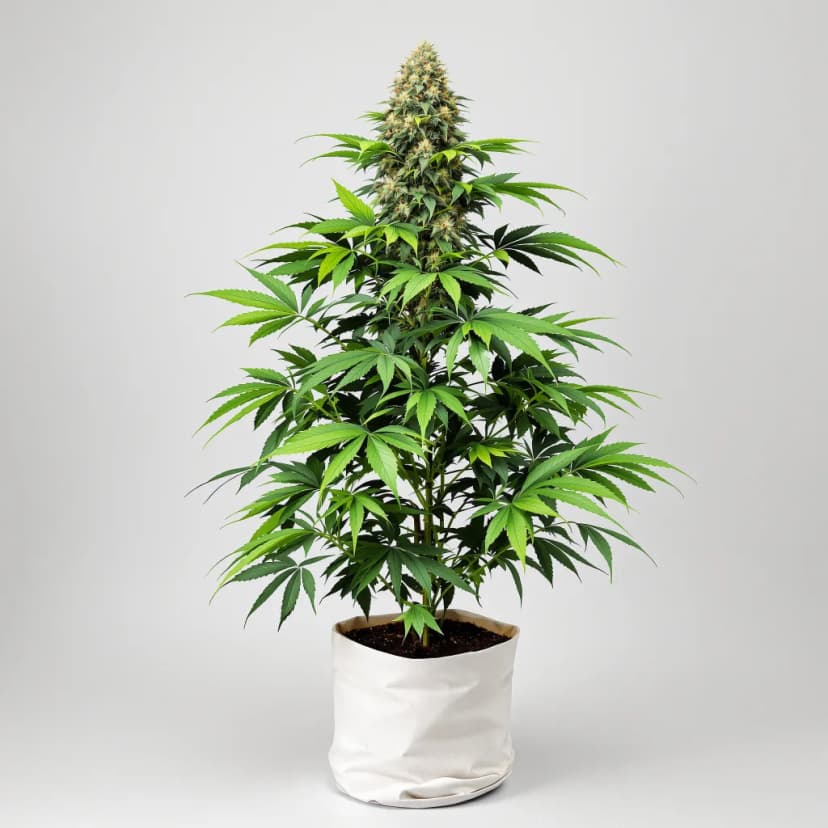Stinking Rich feminized cannabis plant