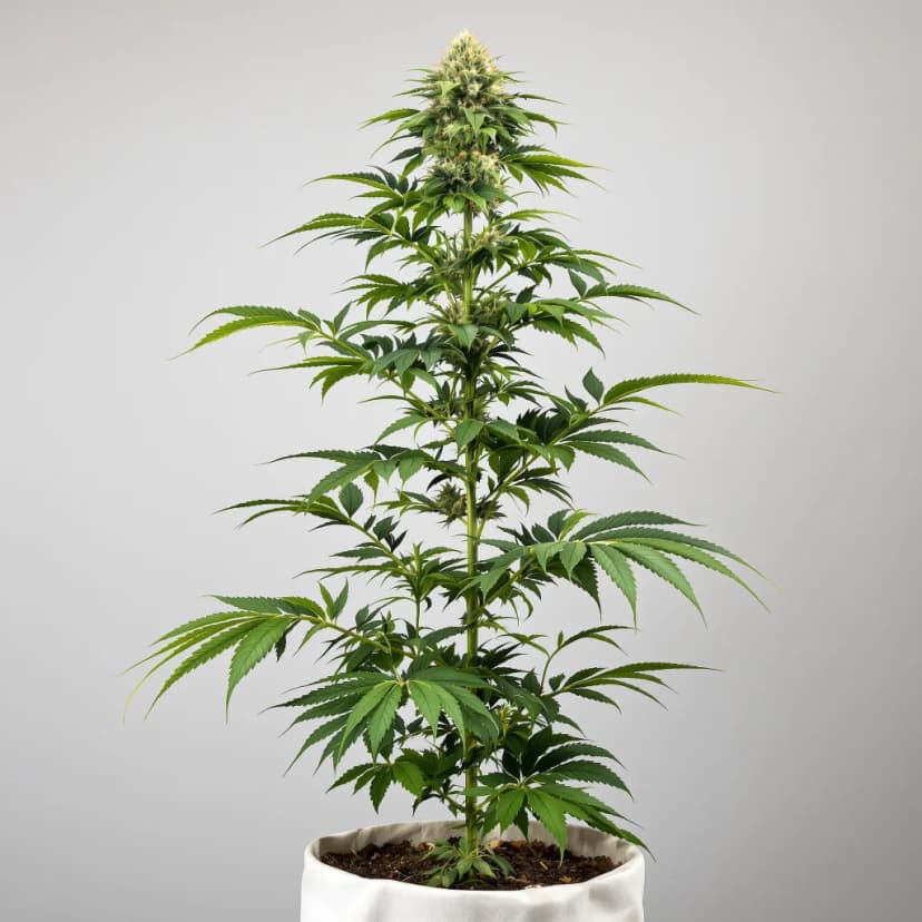 Strawberry Cheese feminized cannabis plant