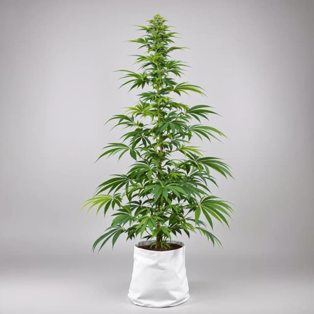 Strawberry Haze autoflower cannabis plant