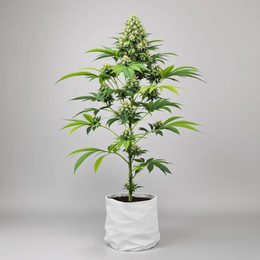 Strawberry Lemonade feminized cannabis plant