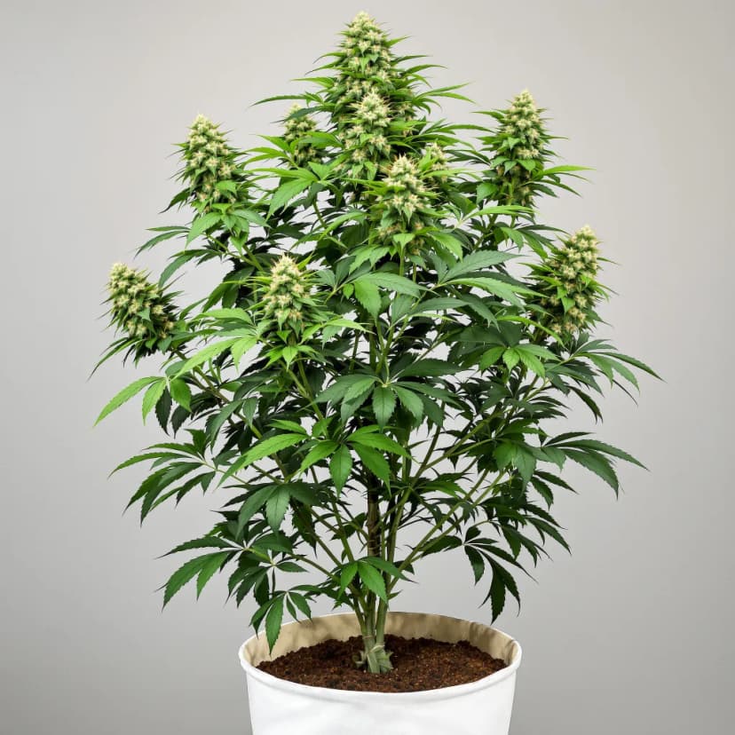 Strawberry Milkshake feminized cannabis plant