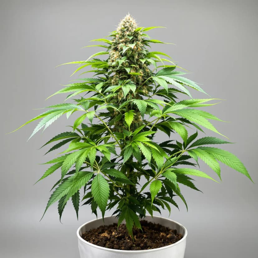 Sugar Black Rose feminized cannabis plant