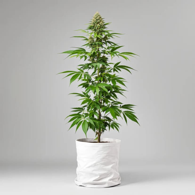 Sugar Cookie feminized cannabis plant